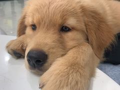 -瑞鹏瑞爱宠物医院·全科·猫科·血液透析中心(龙头寺店)