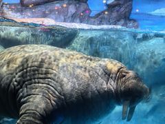 -海合安青岛极地海洋公园