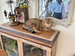 -共舞时光猫咖·狗咖(新街口店)