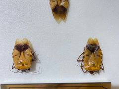 -上海昆虫博物馆