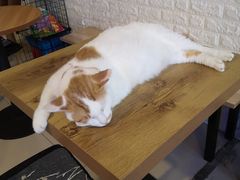 -平行世界·猫咖(首经贸店)