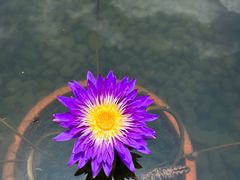 -杭州植物园