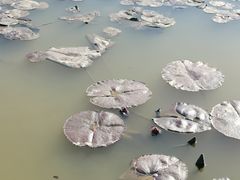 -大湾区中央湿地公园