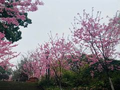 -南山植物园
