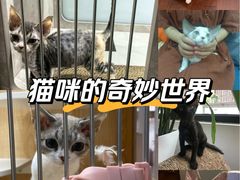 -山宅一喵德文卷毛猫舍