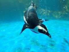 -海合安武汉极地海洋公园