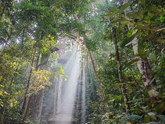 -西双版纳原始森林公园