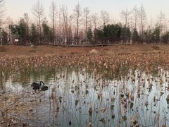 -荷兰花海