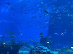 -亚特兰蒂斯•OSSIANO奥西亚诺海底餐厅