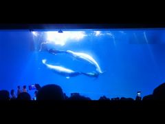 -芜湖新华联大白鲸海洋公园
