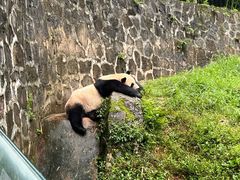 -都江堰中华大熊猫苑
