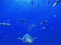 -海合安青岛极地海洋公园