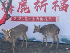 -香雪海