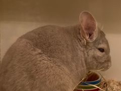 -龙猫仔乐园(惠福东路店)