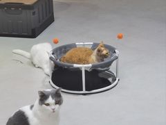 -Heymao猫咖.咖啡厅(东门店)