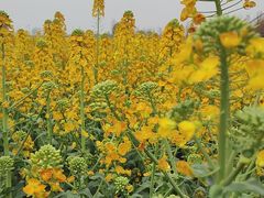 -中国天府农业博览园