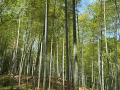 -上海佘山国家森林公园天马山园