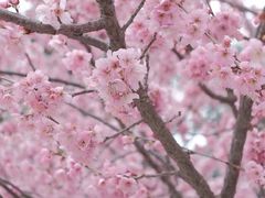 -蜀冈西峰生态公园