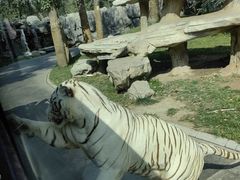 -北京野生动物园