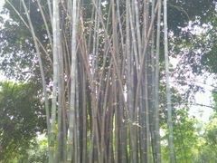 android_upload_pic-望江楼公园