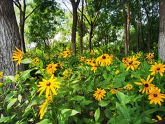 -大兴滨河森林公园