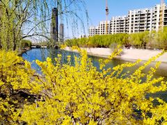 -桃花堤公园