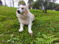 -铁山坪森林公园