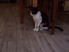 iphone_upload_pic-海边的猫和咖啡馆