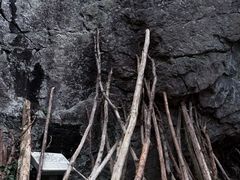 -天目山大树王景区