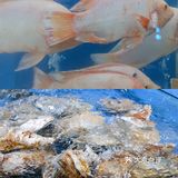 我真的会谢！这一口下去也太好吃了吧！