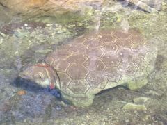 -洛阳花果山景区