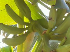 -武清南湖绿博园