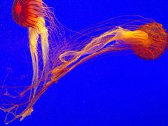 -上海海洋水族馆
