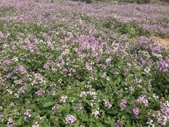 iphone_upload_pic-郑州植物园