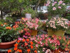 -山水茶艺馆·点心粤菜·30年老字号