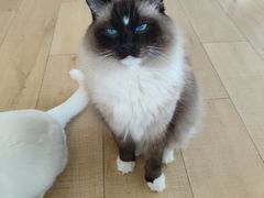 -Let's go狗咖·猫咖·奶狗·桌游(春熙路IFS店)