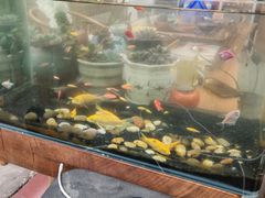 -丫口花园餐厅·融合菜