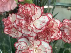 -花心思鲜花店(武昌徐东店)