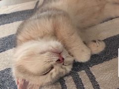 -东方名猫馆·英短金渐层布偶猫舍(环线广场1号楼店)