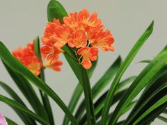 -越秀西湖花市(广州城市广场花卉店)
