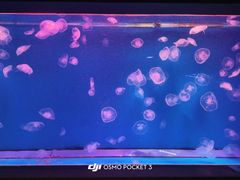 -大连圣亚海洋世界