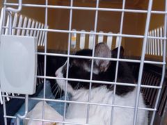 -四月宠物医院·猫专科·心脏专科·内科(转塘店)