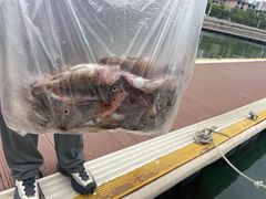 -鑫艋游艇海钓俱乐部