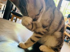 -平行世界·猫咖(首经贸店)