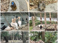 -黔灵山公园