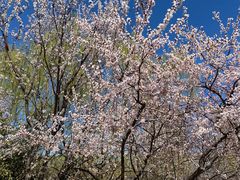 -桃花堤公园