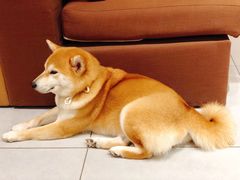 伙计-柴务处·柴犬主题狗咖