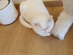 -猫腻·猫咖·撸猫馆(星光大道店)