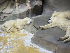-海合安成都极地海洋公园