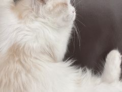 -lincat·猫舍(广州店)
